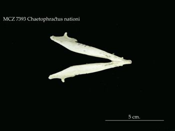 Media type: image;   Mammalogy 7393